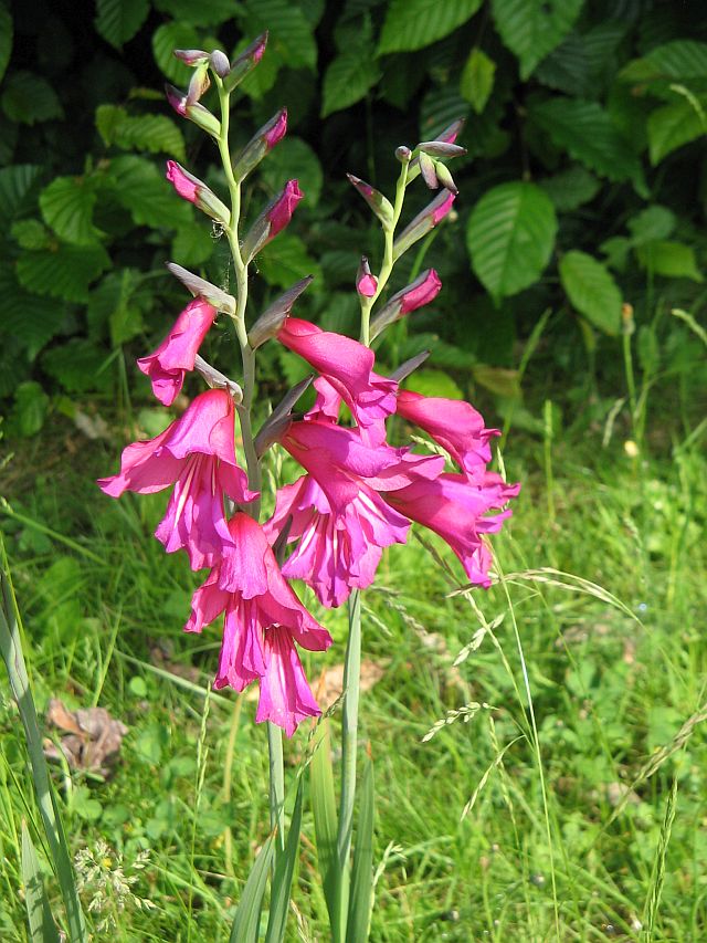 Gladiolus, Species
